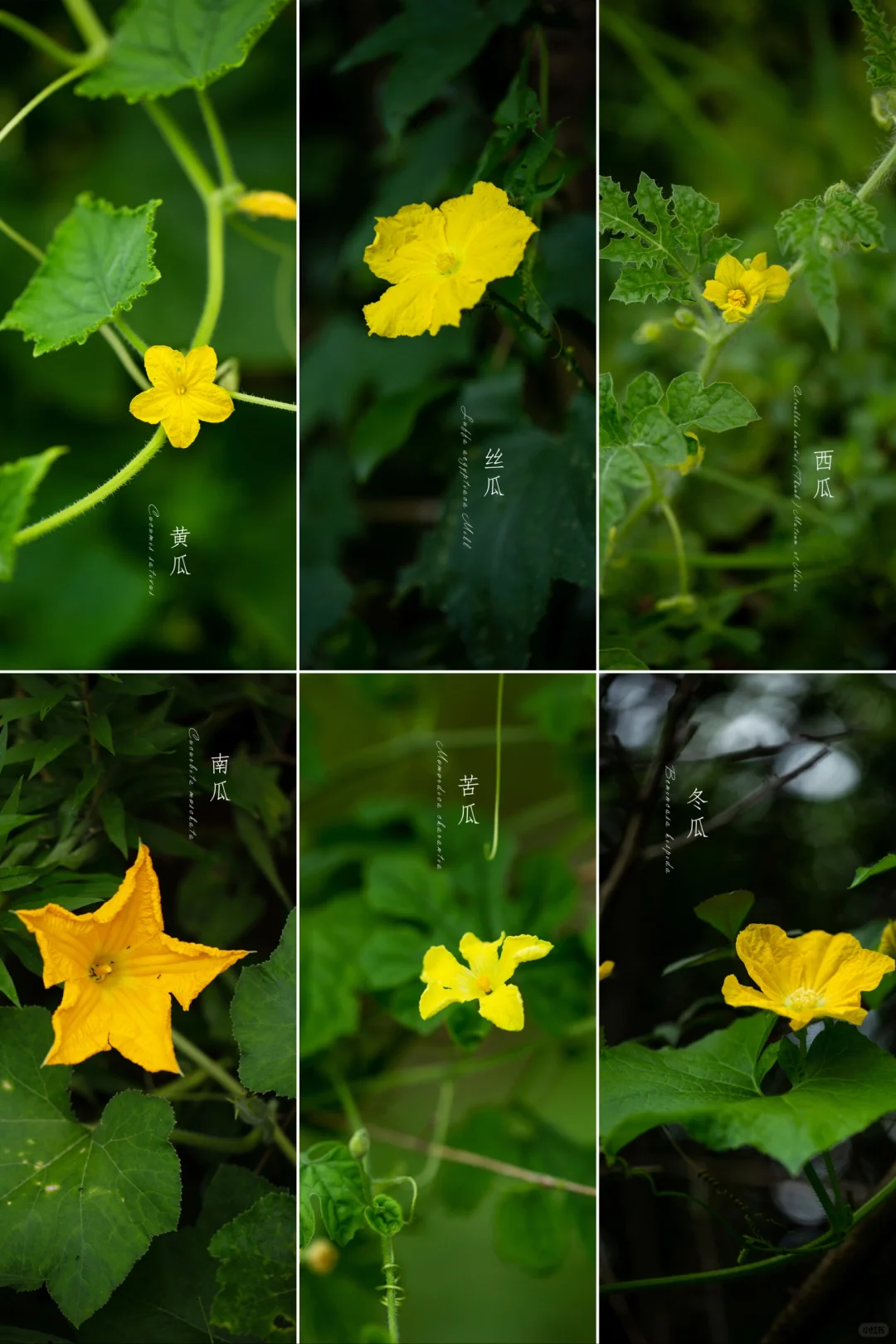 “吃瓜群众”来辨认一下花！