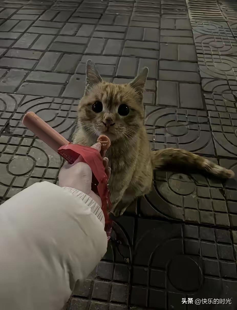 公司倒闭要回老家，姑娘特意去公园，跟喂了两个月的流浪猫告别。
拿出火腿肠的那一刻