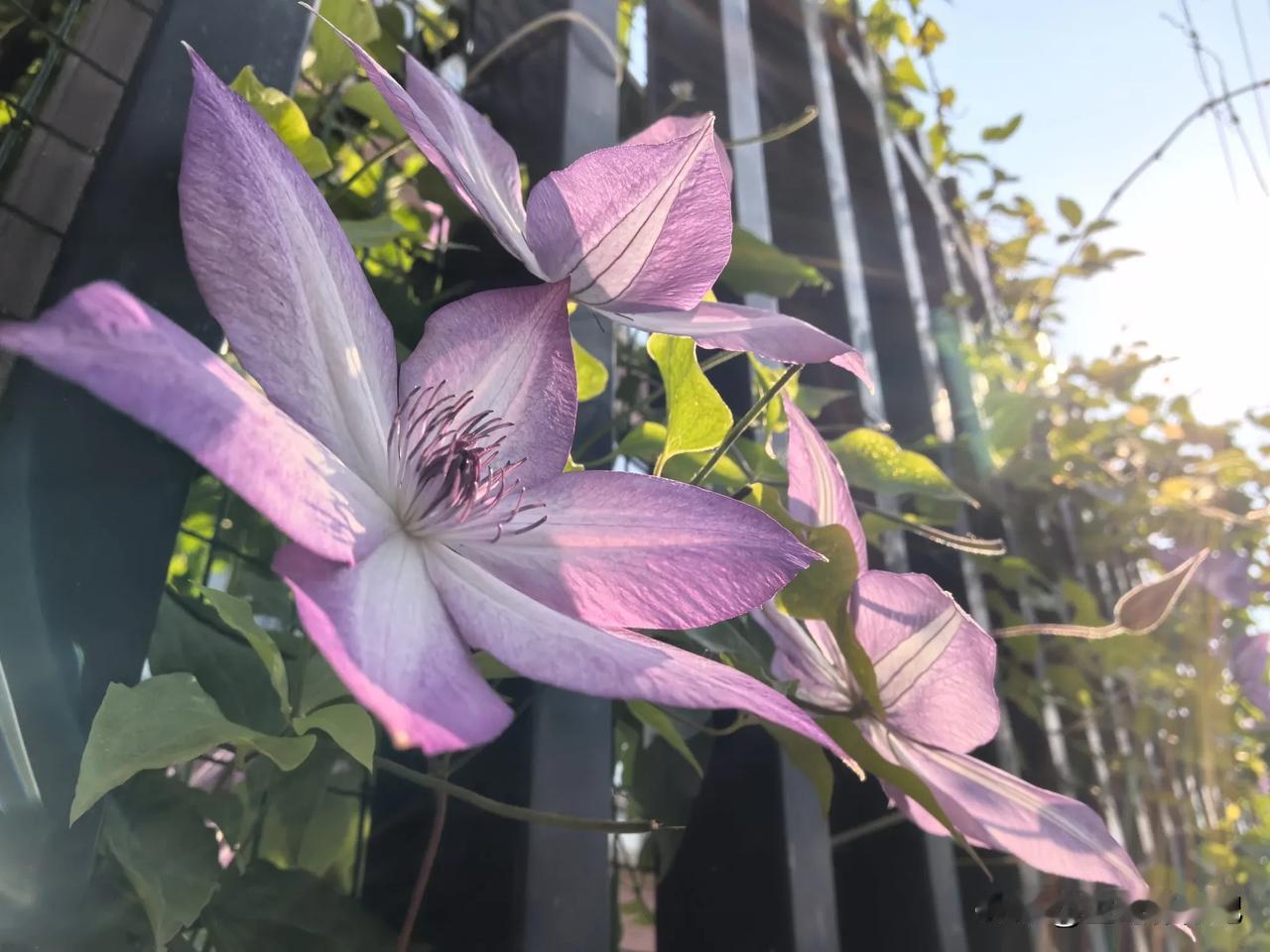 铁线莲开花了！分享一张随手拍来的最美的风景 铁线莲