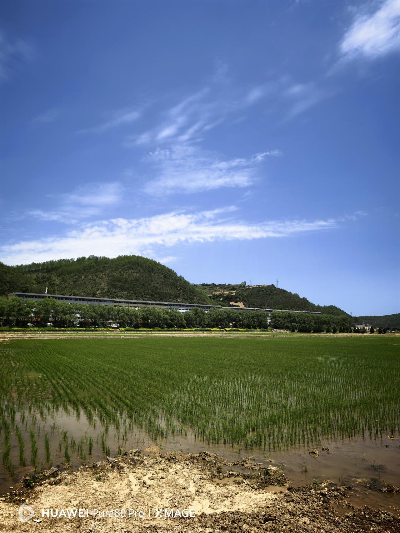 分享一下你随手拍下的照片今天（6月1日）拍的当年南泥湾的千亩稻田（图一二）与“南