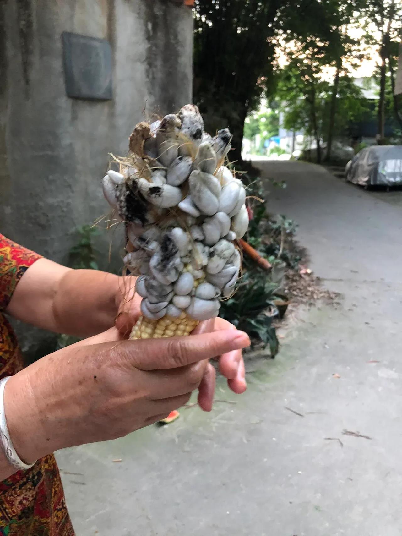 不懂就问，这种长瘤的玉米能吃吗？

在玉米生长的过程中，我们偶尔会在上面发现黑乎