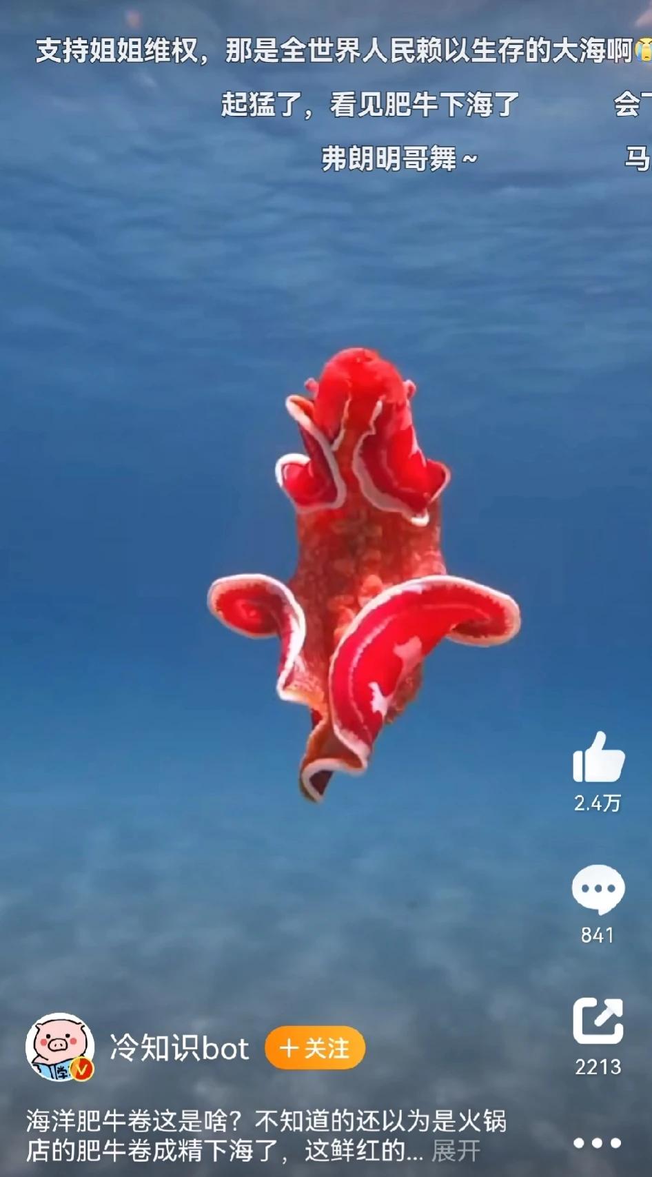 看看这些稀奇美丽的小生物，日本怎么忍心呢？
它是一种软体动物六鳃海牛，又名血红六