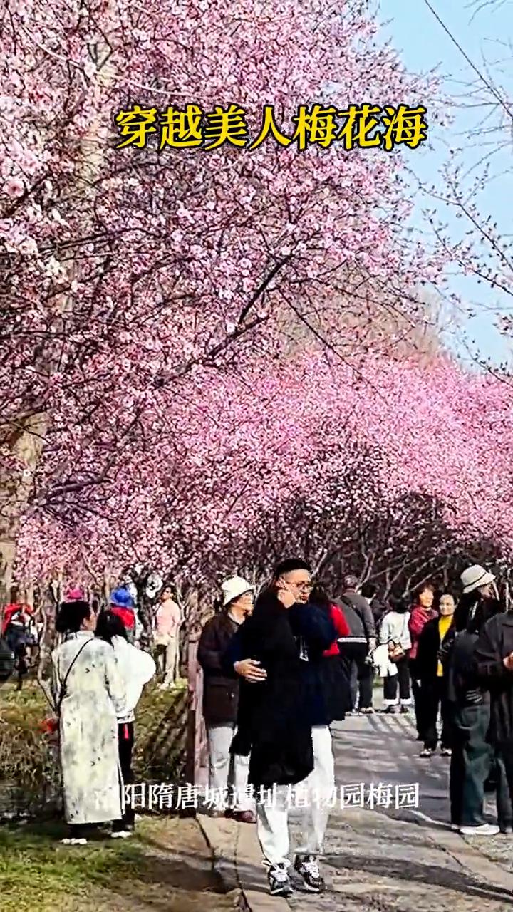穿越美人梅花海。
洛阳隋唐城遗址植物园梅园。拉丁文：即墨市。