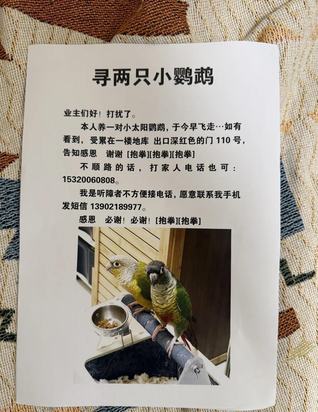 【寻鸟】天津走失两只小太阳鹦鹉｜凤梨+黄边
天津走失两只手养小太阳鹦鹉
一只凤梨