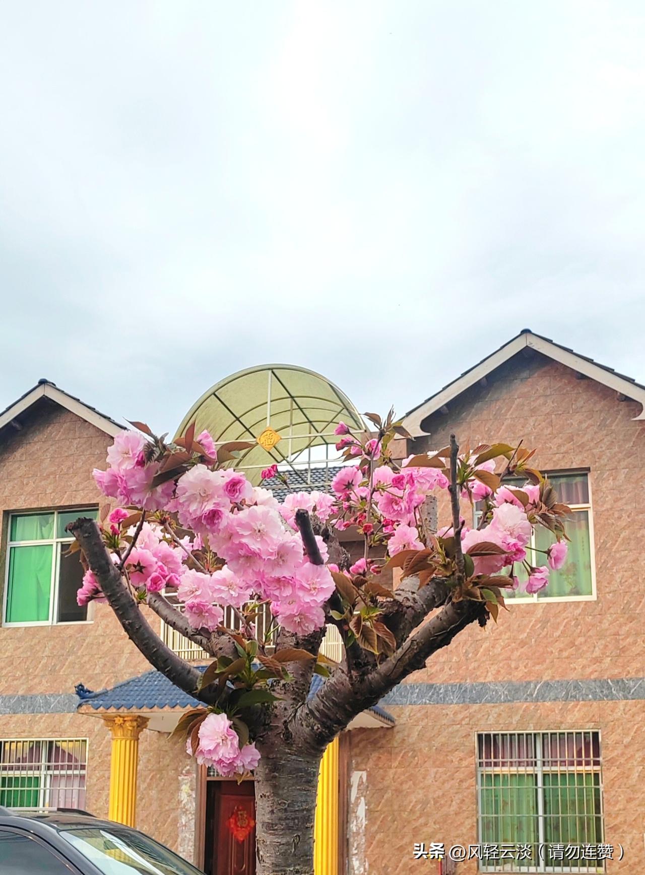 今天太开心了，十天没回老家，今天回家一看，我年前栽的樱花树居然开花了，真是太惊喜