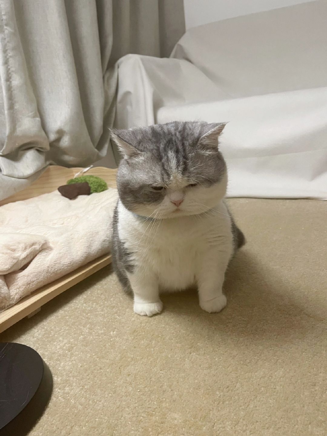 rua完流浪猫回来它就生气了！