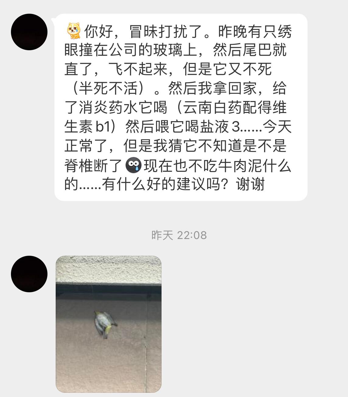 #鸟粉投稿# 撞玻璃上的【暗绿绣眼鸟】它身体都没法保持平衡了，撞得很疼一定让小家