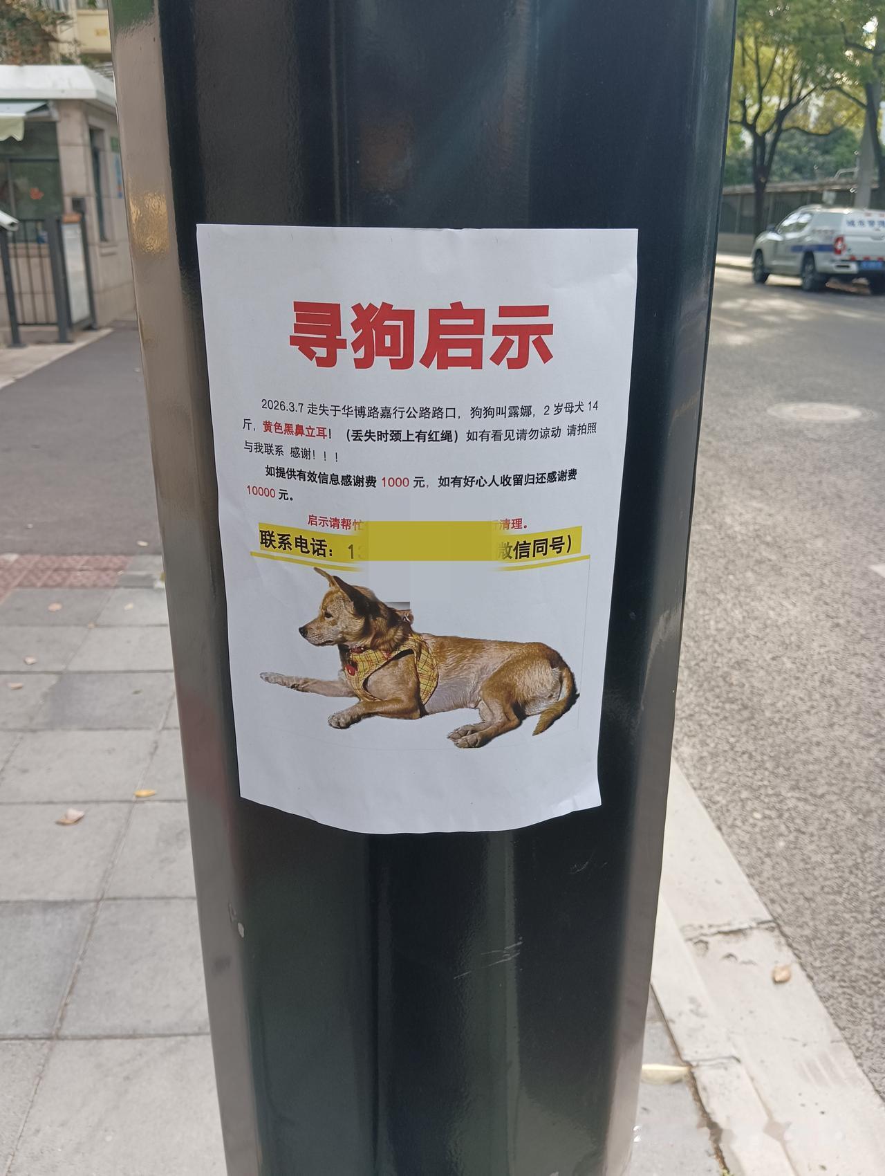 帮人寻狗子
寻狗启示
案发地上海