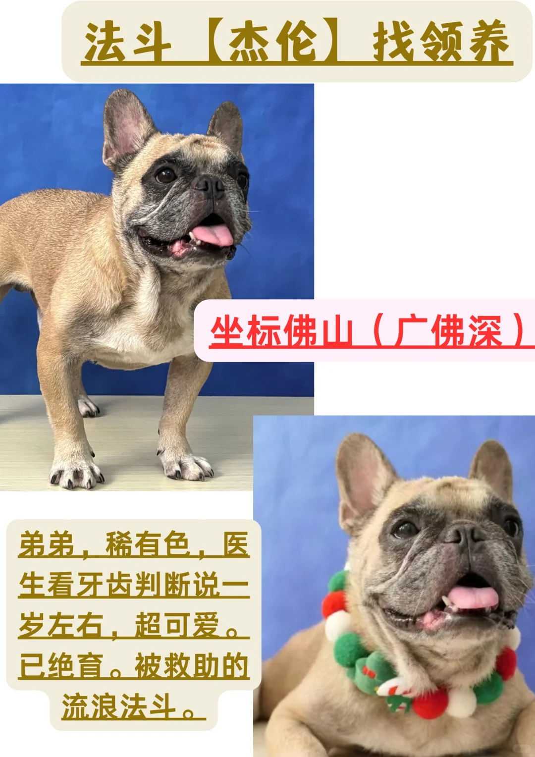尊贵的法斗弟弟找领养