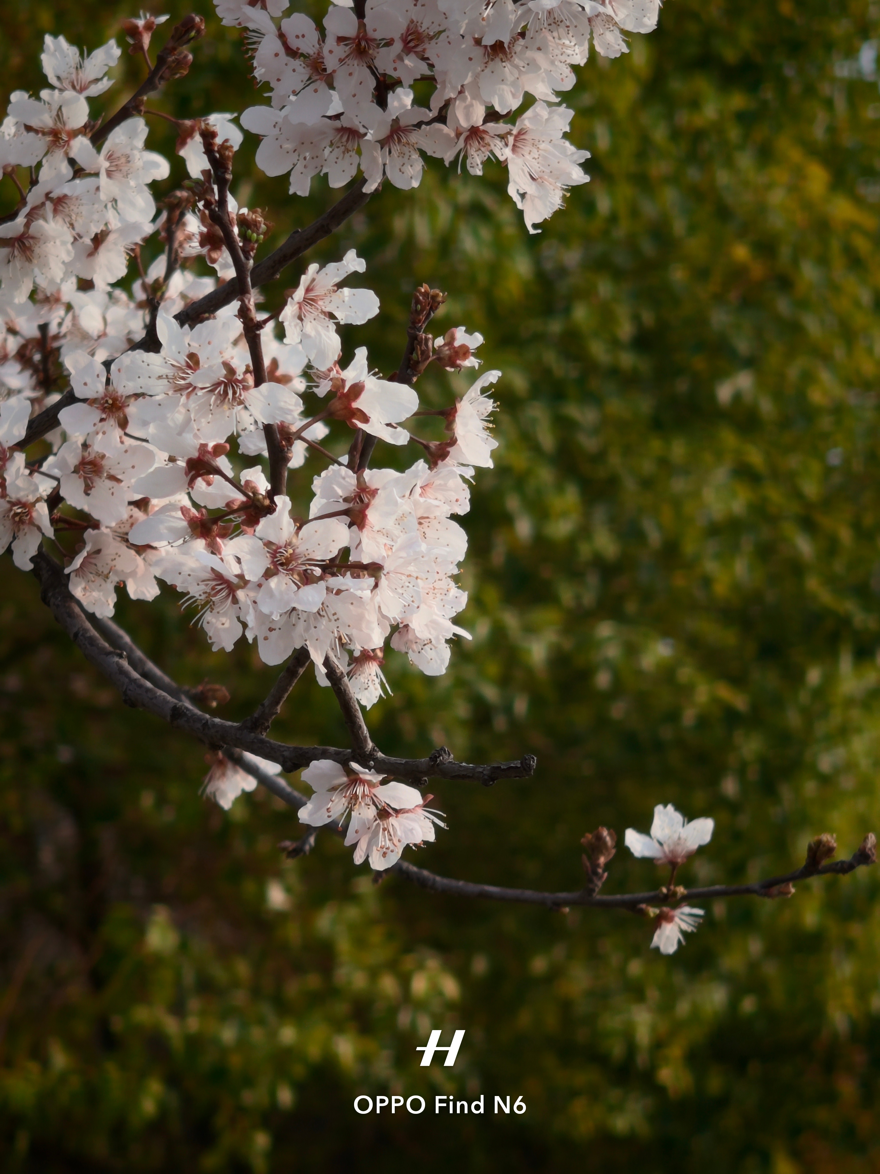 Find N6这机器真的有毒从开箱用到现在 折痕依然无感感觉这台机器之后点大折叠