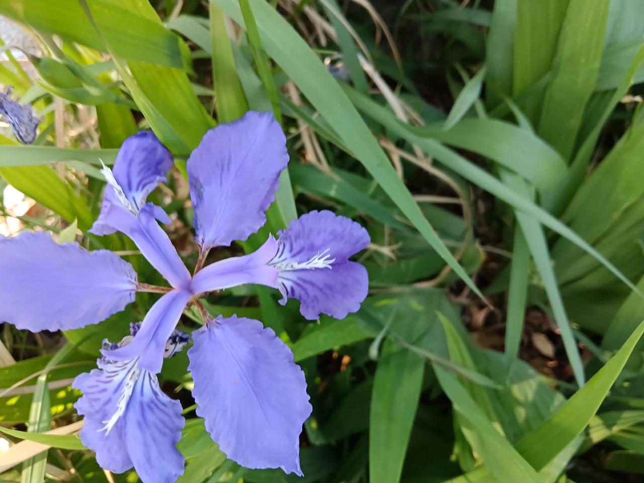 兰色的花杂
