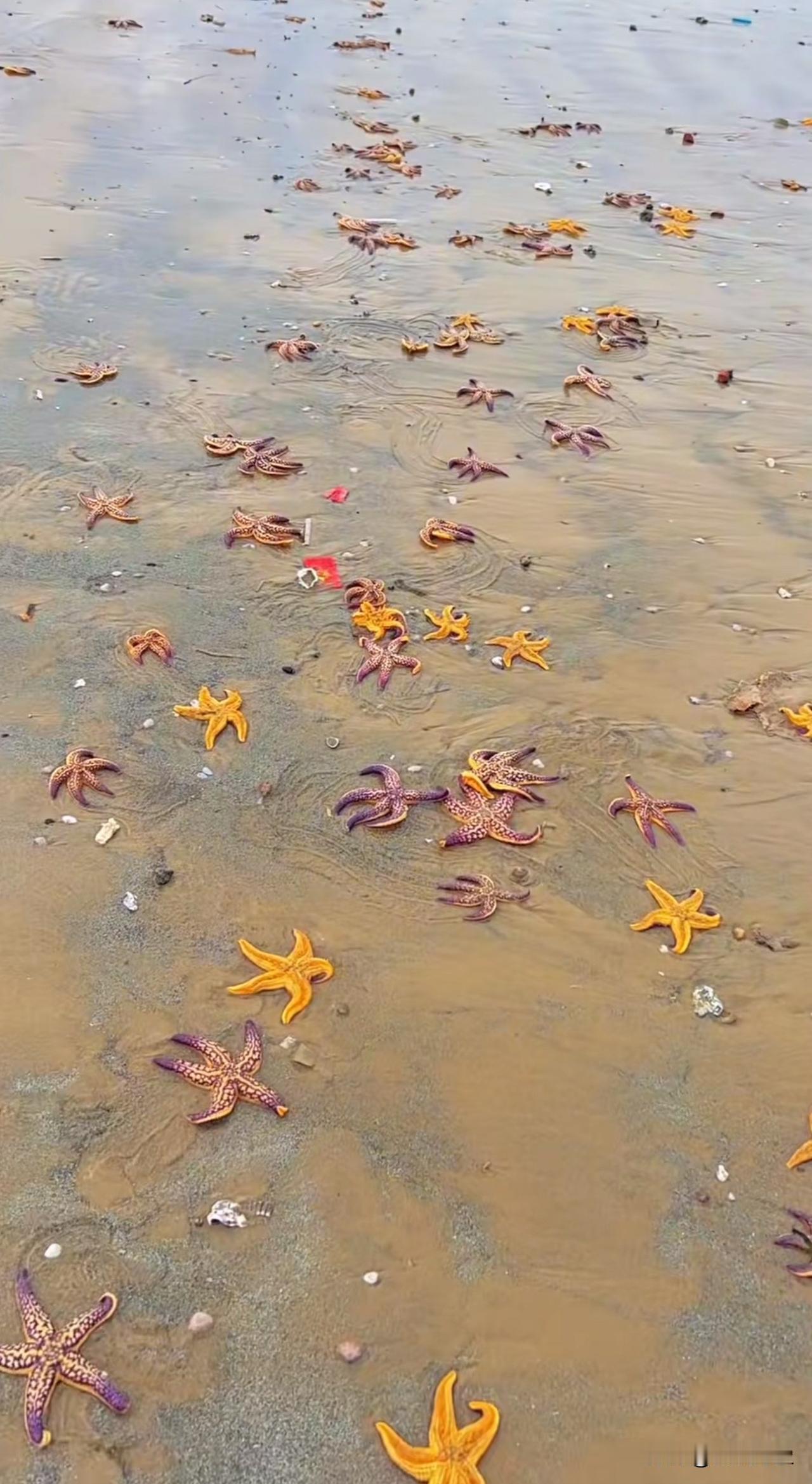 我去，原来海星这么好捡呀，满沙滩全是，还都是活的[震惊]山东烟台 海边