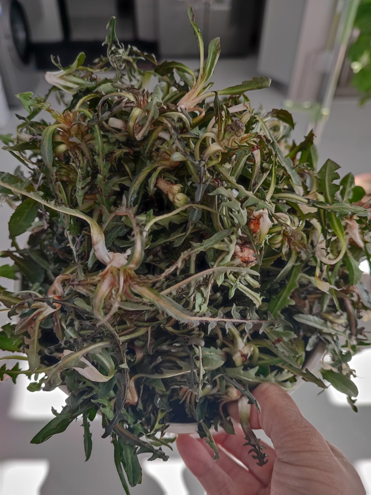 春季野菜多，
尤其是农村，
随手就能挖到大量的蒲公英，
专家都说蒲公英咋吃对身体