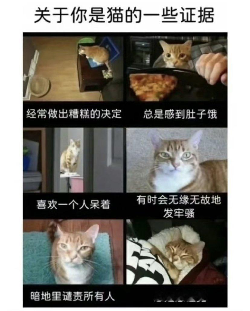 原来我是一只猫子#meme# ​​​