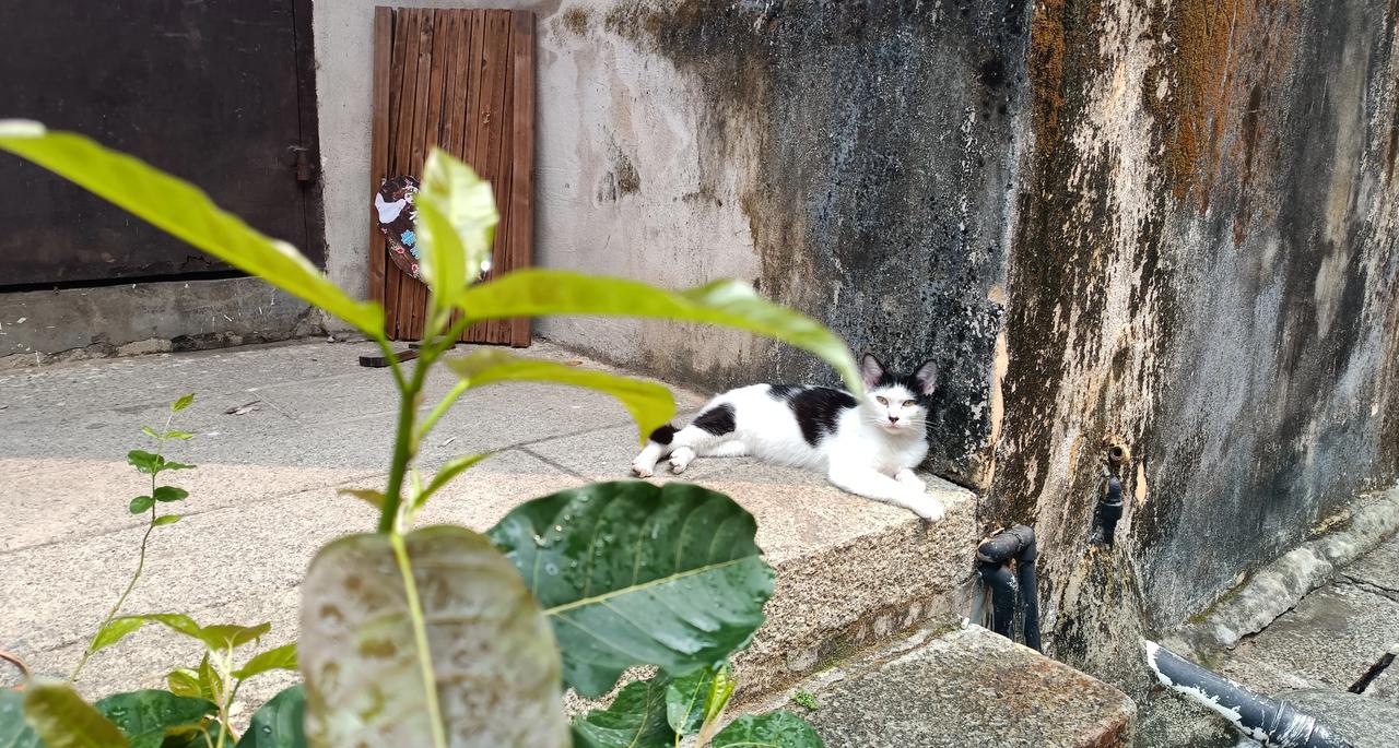 慵懒猫咪晒日光浴，享受自己的宁静快乐。不曾想，此时此刻大千世界各种植物，也在贪婪