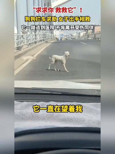 泪目！狗狗拦车“磕头”求救，女子停车一看，路边躺着重伤同伴，它竟一路追到医院不肯