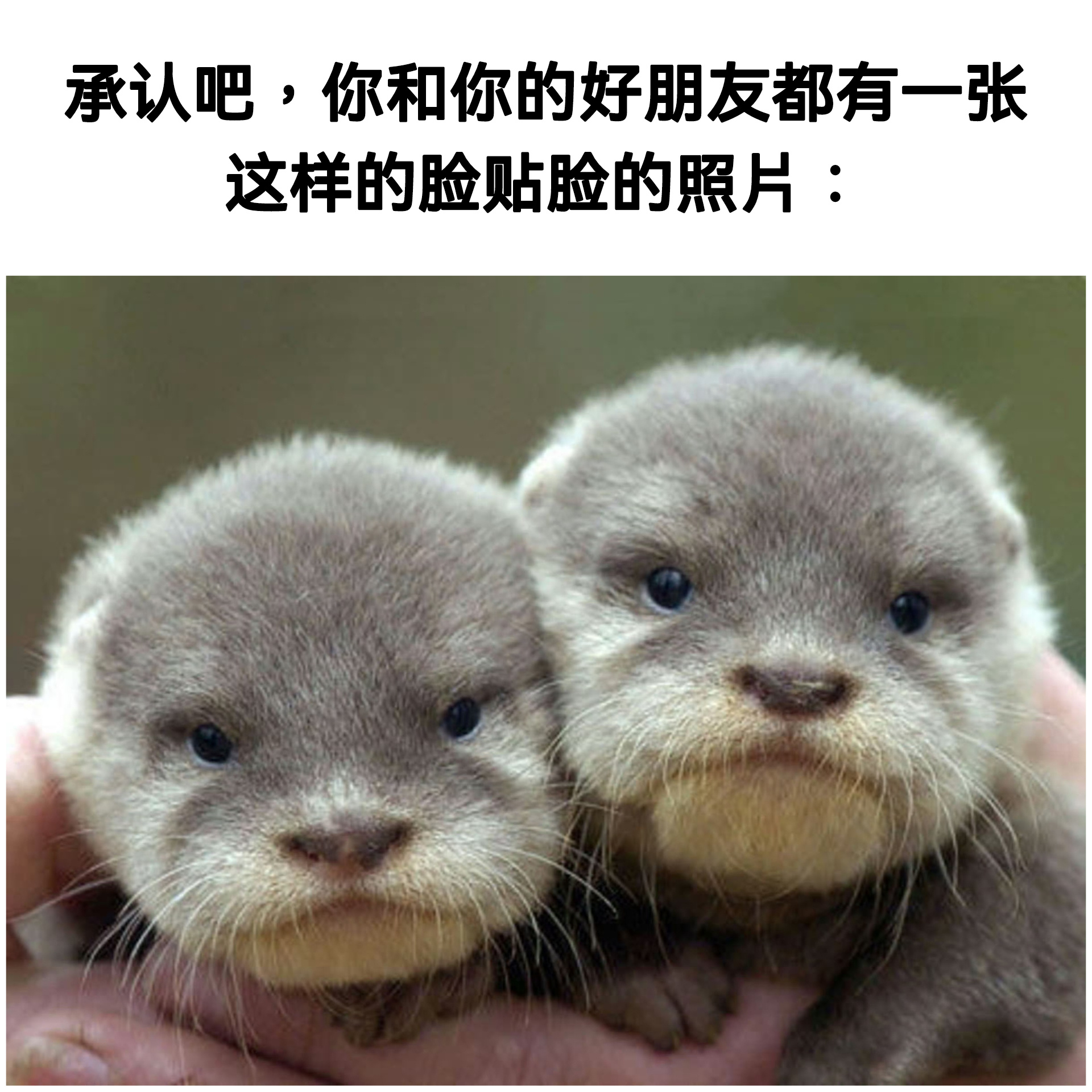 🦦️meme水獭