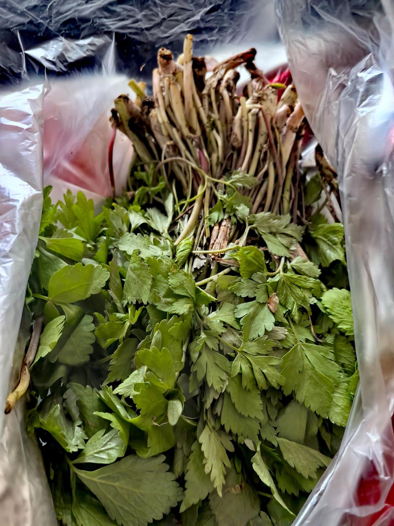 承蒙故人厚赐，长白山珍至。观山芹翠润，刺五加苍劲，乃林壑灵根。炊金馔玉间，齿颊生