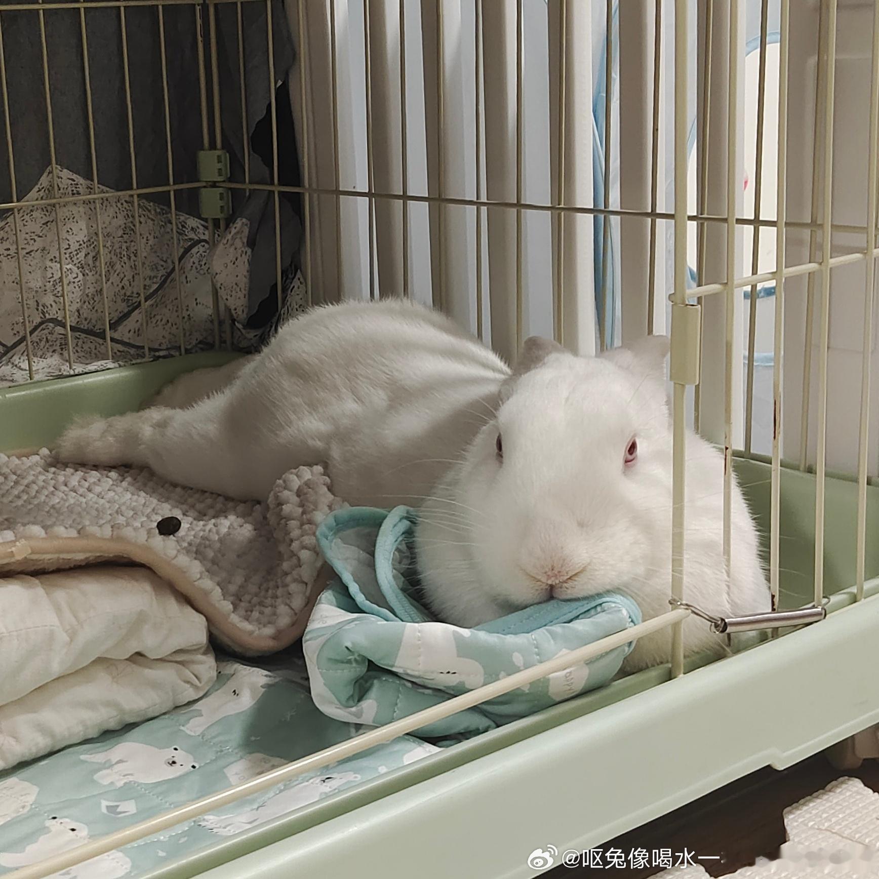 14247🐇【🐟】水滴鱼 