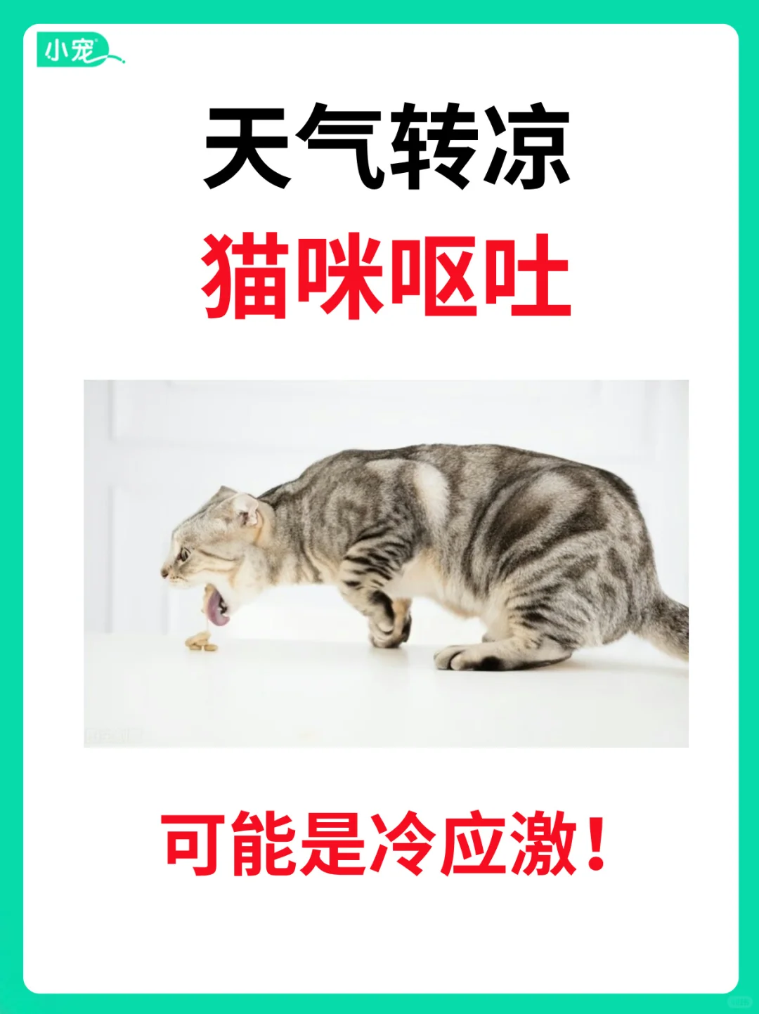 一降温猫就呕吐？小心是冷应激‼️