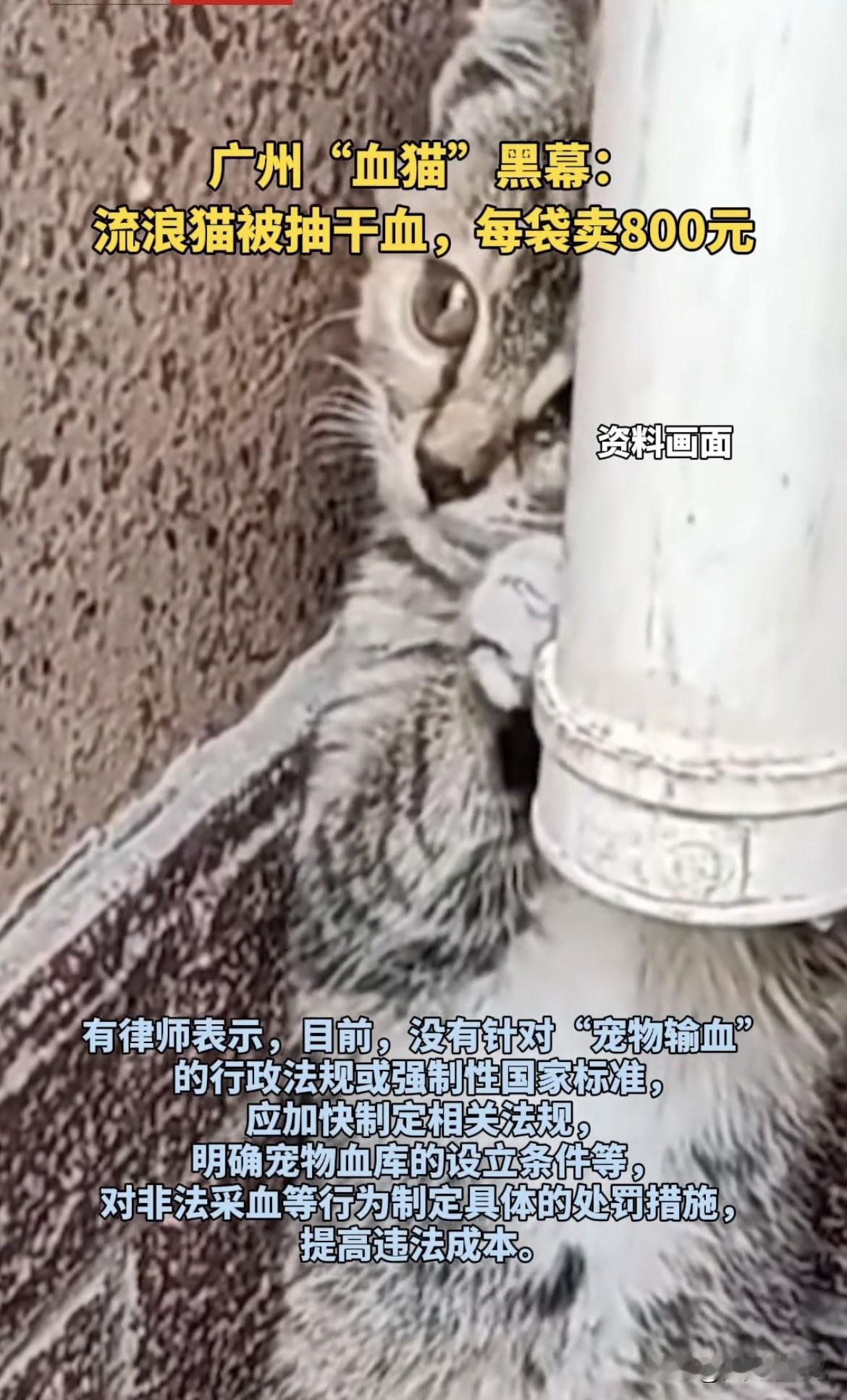 广州的血猫黑幕太让人愤怒了！有博主曝光动物血库灰色产业，把流浪猫血抽干高价卖给宠