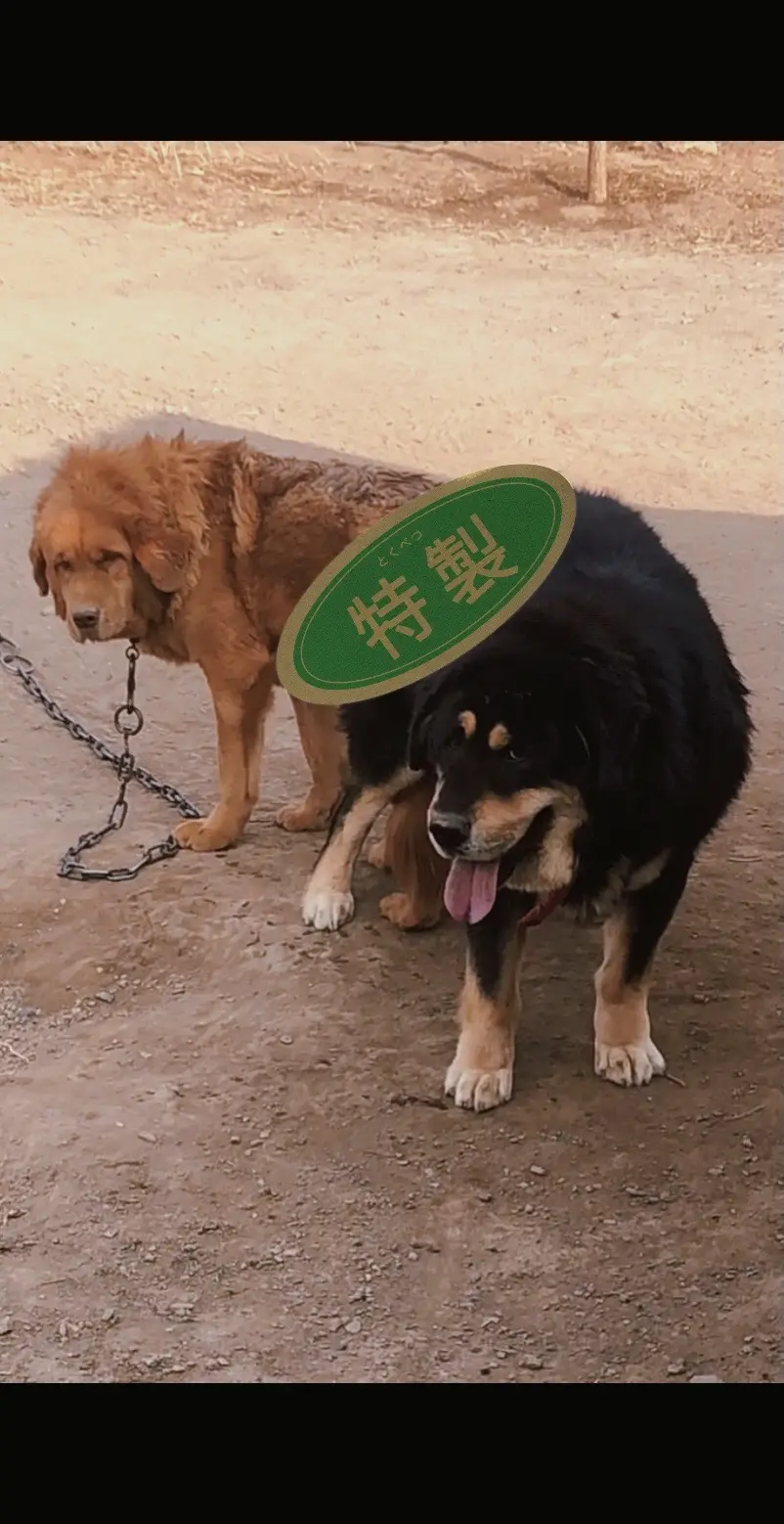 本獒园所有獒犬全部自然选育自然完配。