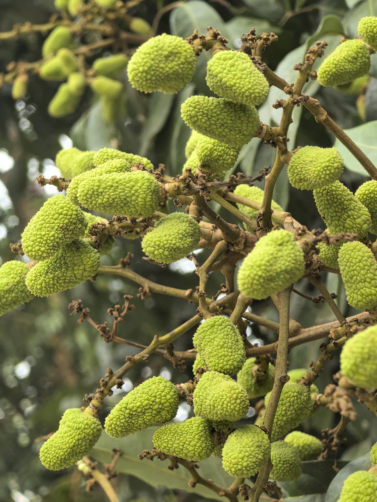 趁着清明扫墓，看了一下路边的荔枝园，早熟荔枝品种“三月红”已经结出一丛丛小果了。