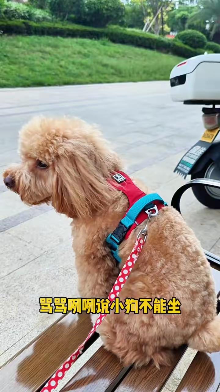 养狗的人真是可怜，曾经见过狗在石头凳子的侧墙上撒尿的，主人看着没阻止，也没清理，