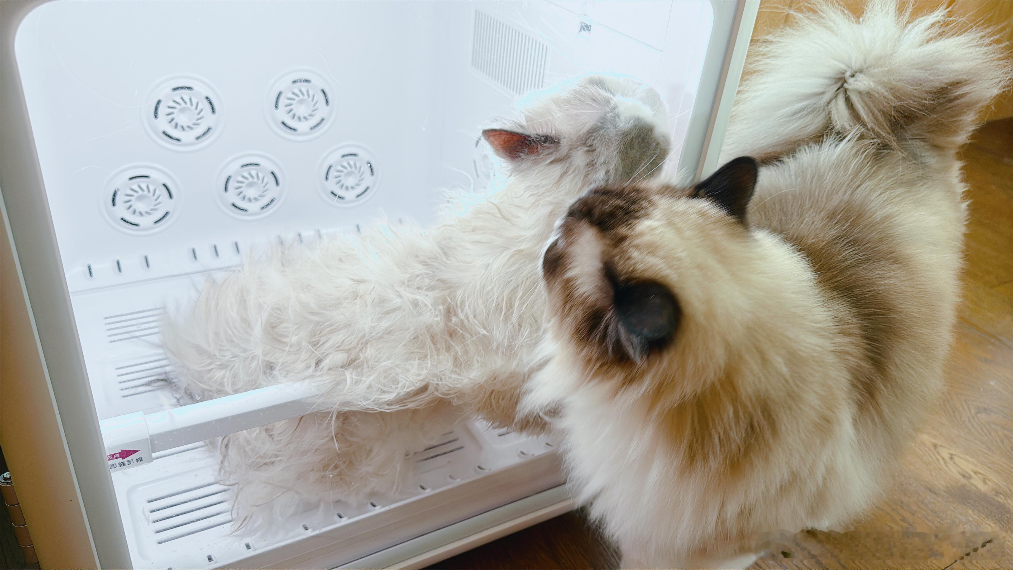 老七这么爱躲猫猫一定是老六教的，把老六洗了！ 