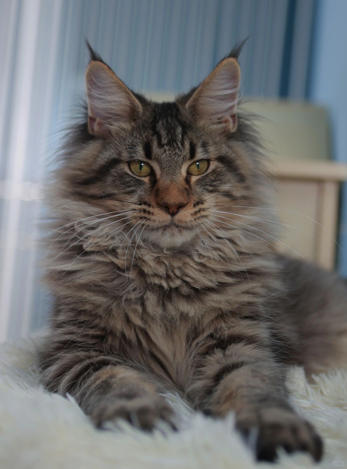 棕虎斑缅因弟弟