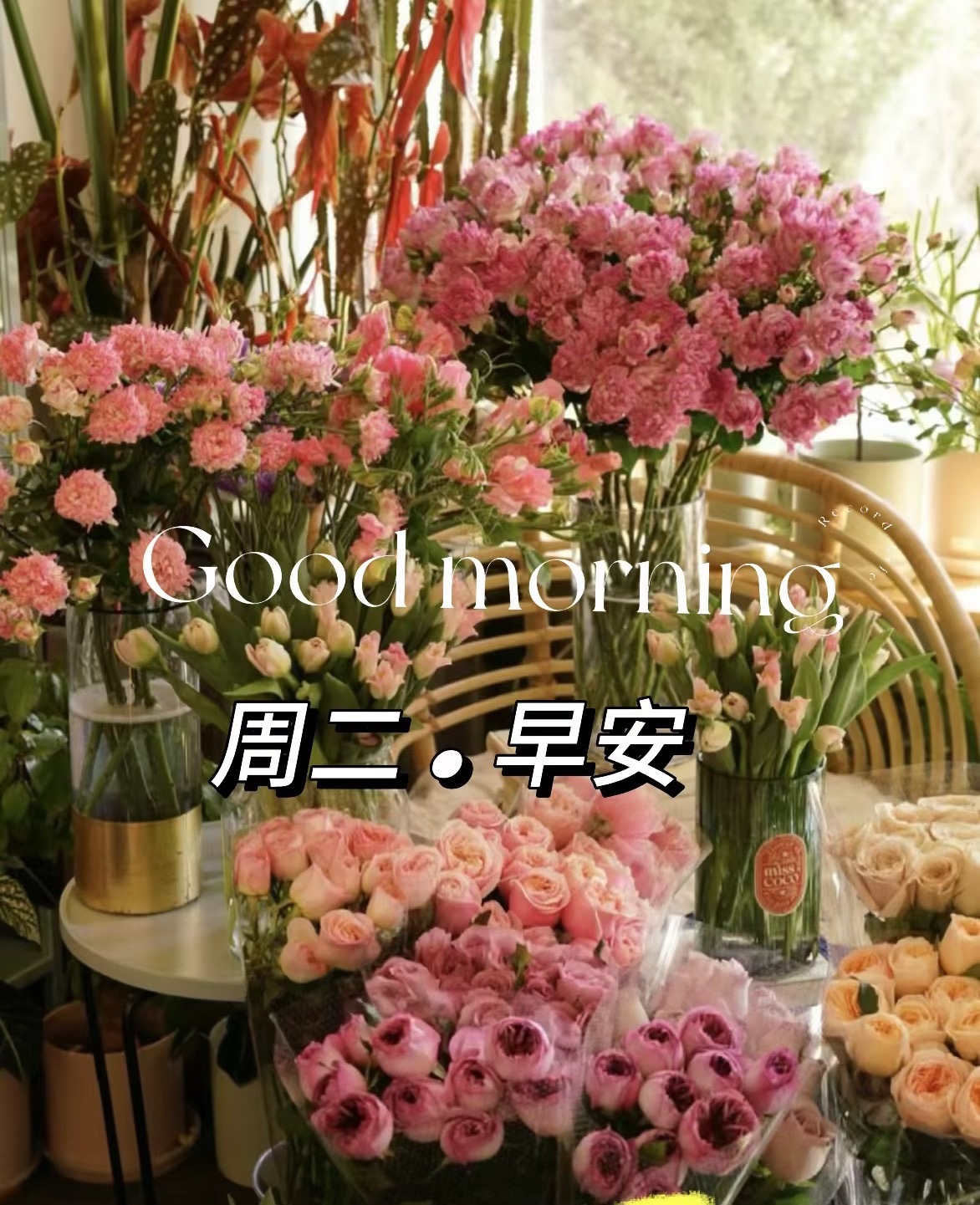 早安[超话]  ²º²⁶/₀₉.₀₈◡̈ 🔆𝙈𝙤𝙧𝙣𝙞𝙣𝙜晨光如