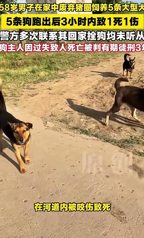 黑龙江尚志，58 岁马某的 5 只大狗出逃咬伤路人，警方勒令他回家锁狗却置之不理