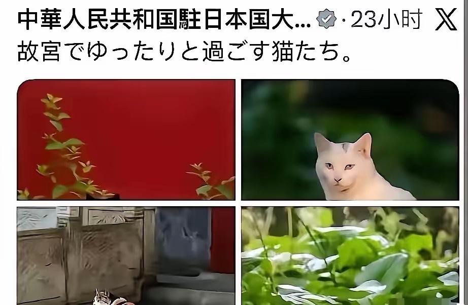 官方玩起梗来，真的没有网民们什么事了！
中国驻日本大使馆抛出一张图，引得众多网友