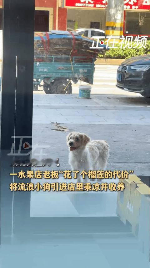 湖北，一家水果店门口来了一只流浪狗，因为天气炎热，狗狗在门口吐着舌头，不停徘徊。