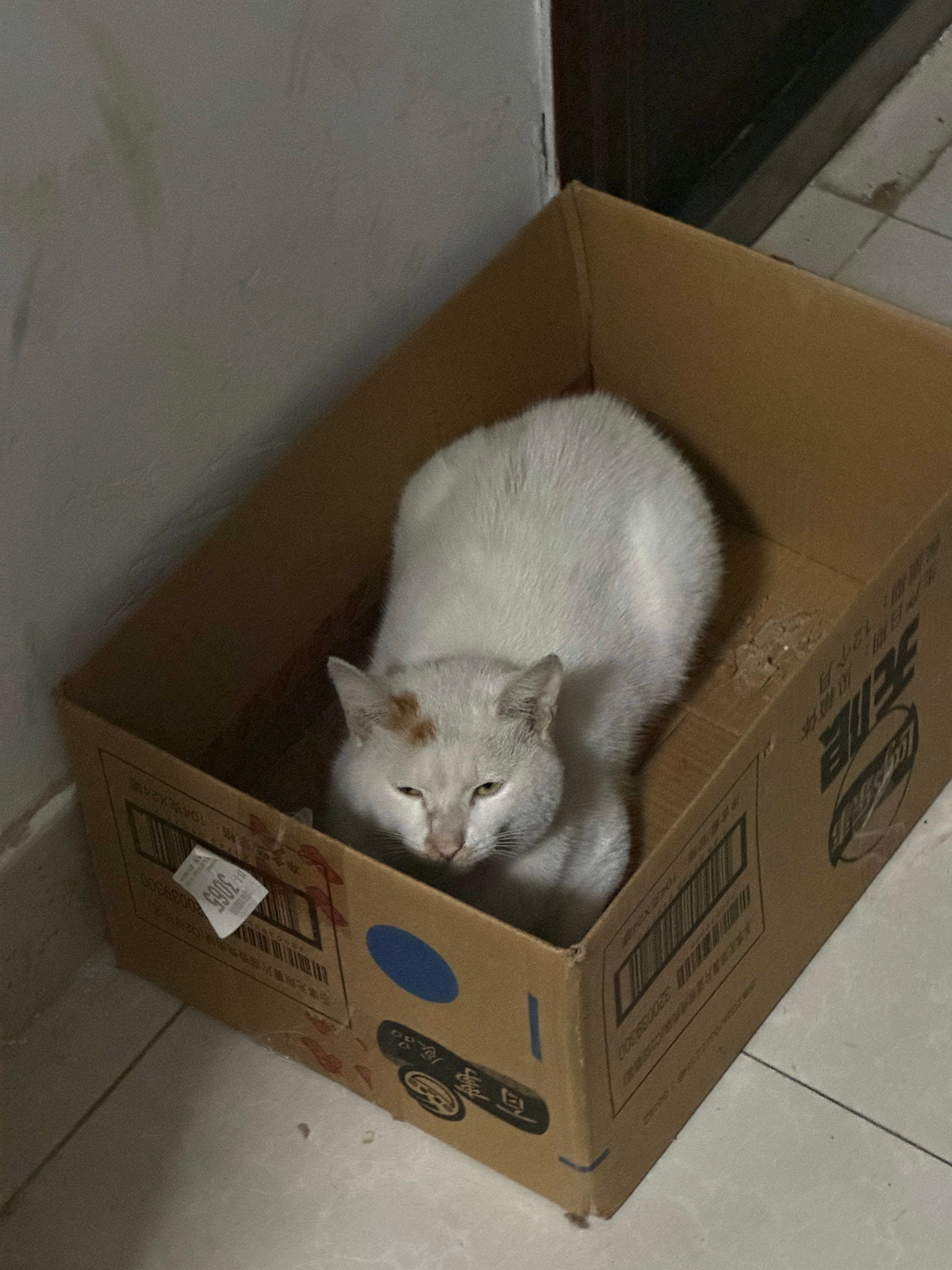 家门口躲雨小猫一只 ​​​