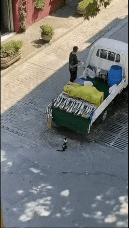 撑死胆大的，饿死胆小的。
男子把小货车停在马路边卖鱼。两只流浪猫悄悄的靠近小货车