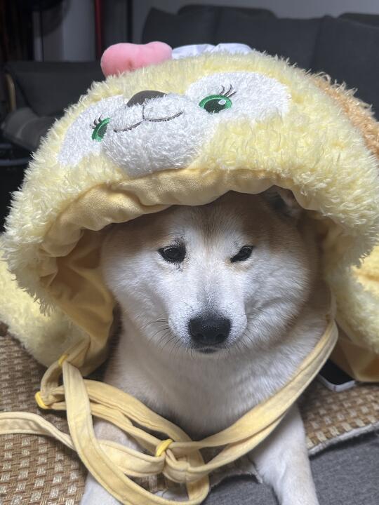 迪士尼小狗