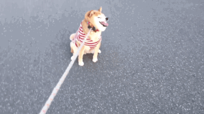 跟狗子意见不一致的时候怎么办？   我们没有这种情况，我都听它的 