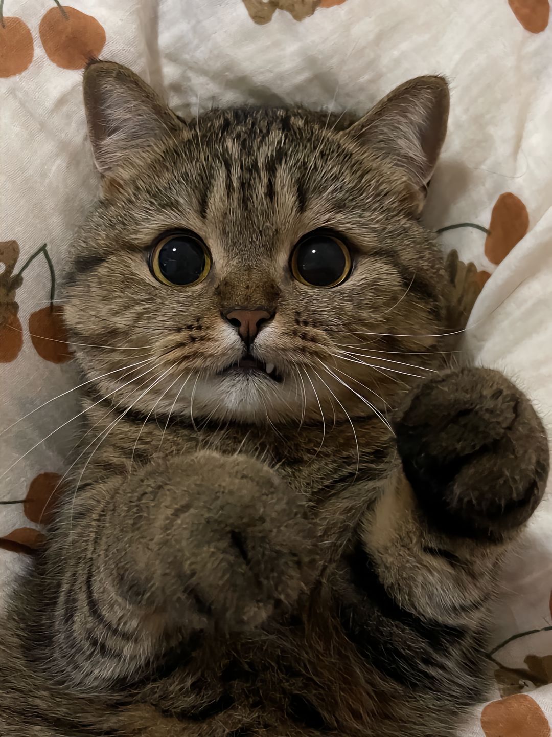 这个猫长得好猫啊