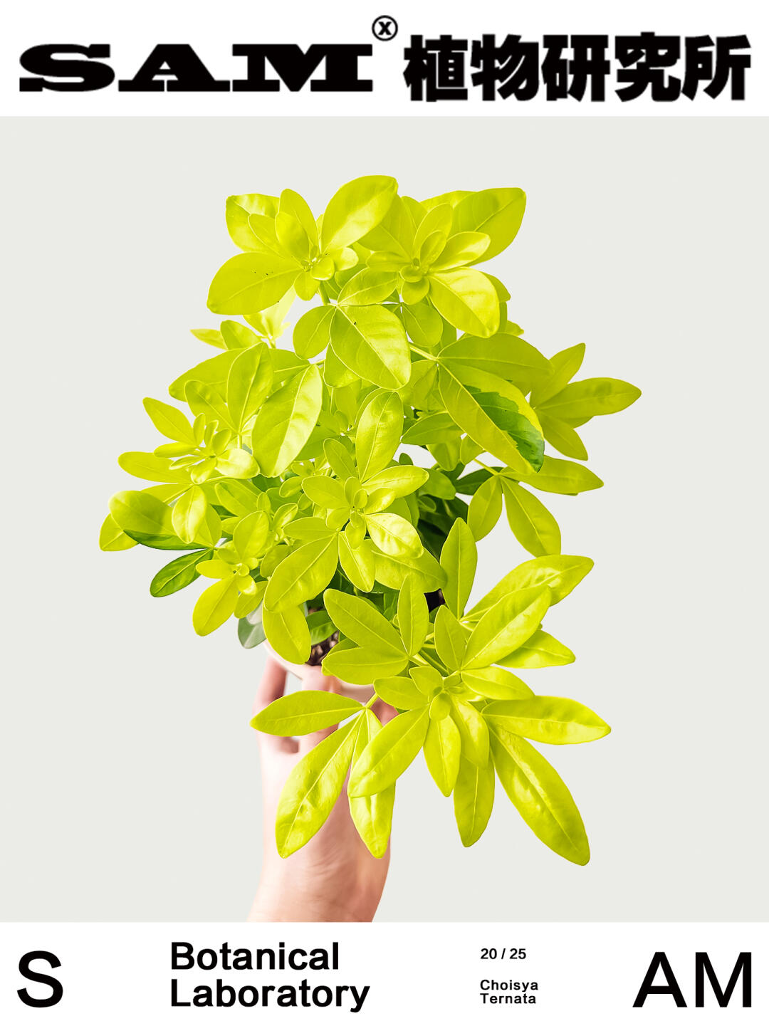 墨西哥橙花｜Choisya Ternata