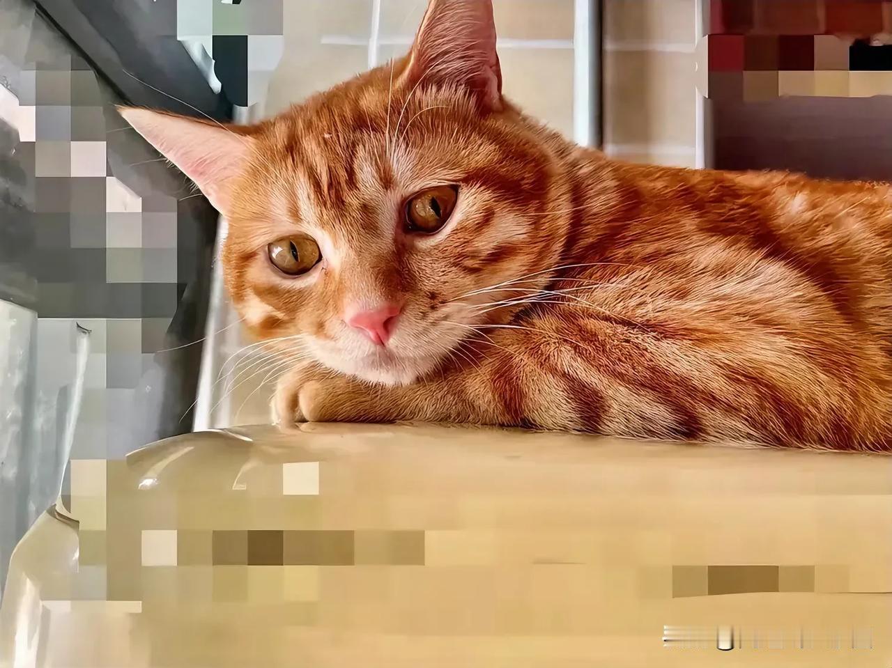 #万能生活指南#都说猫咪高冷，没有表情，实际并不是这样。猫咪的面部是有表情的，从