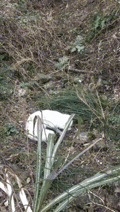 近日，浙江温州，一位村民去自家后山查看果树时，没成想，竟然在落叶覆盖的杂草丛中，