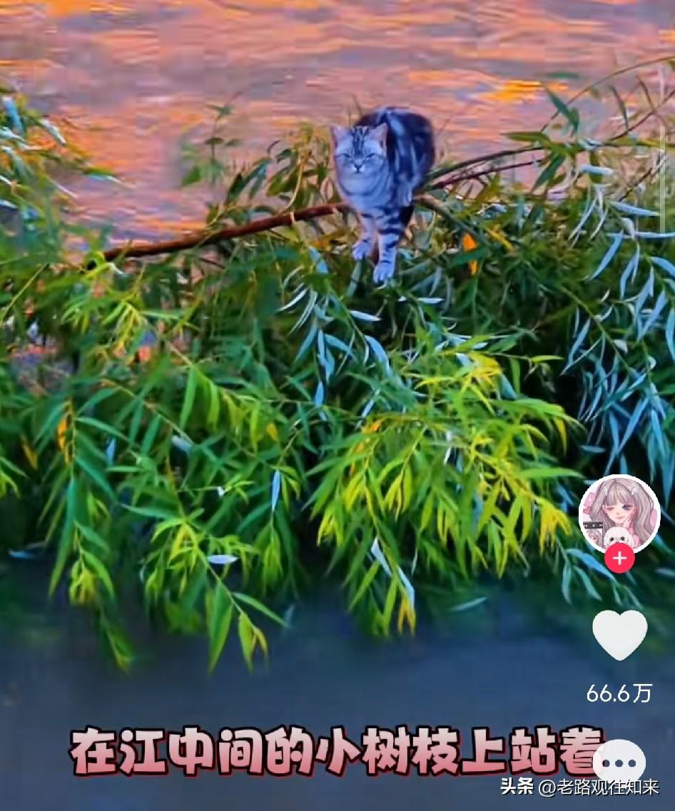 太暖了！吉林，小猫被洪水困在松花江心树杈上两天，体力几乎耗尽。无人机吊着塑料桶三