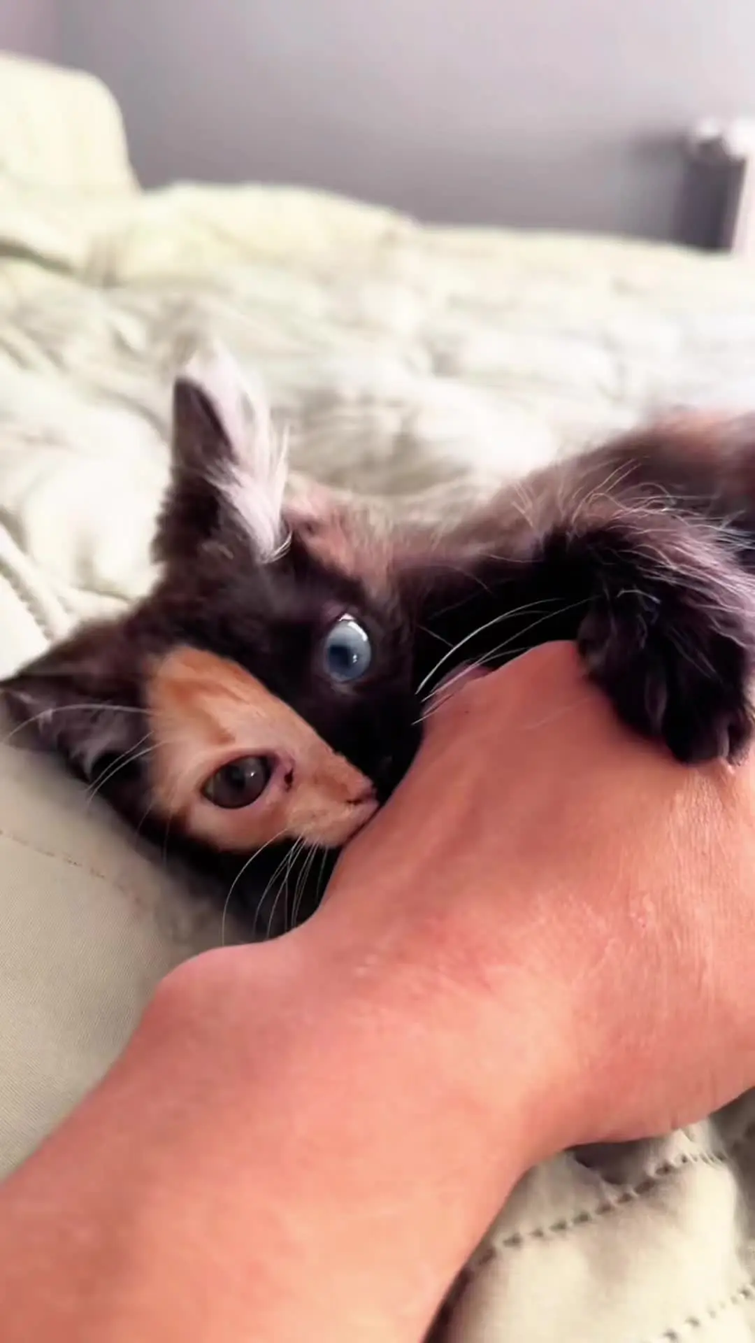 萌宠 幼猫 宠物猫咪 可爱小奶狗