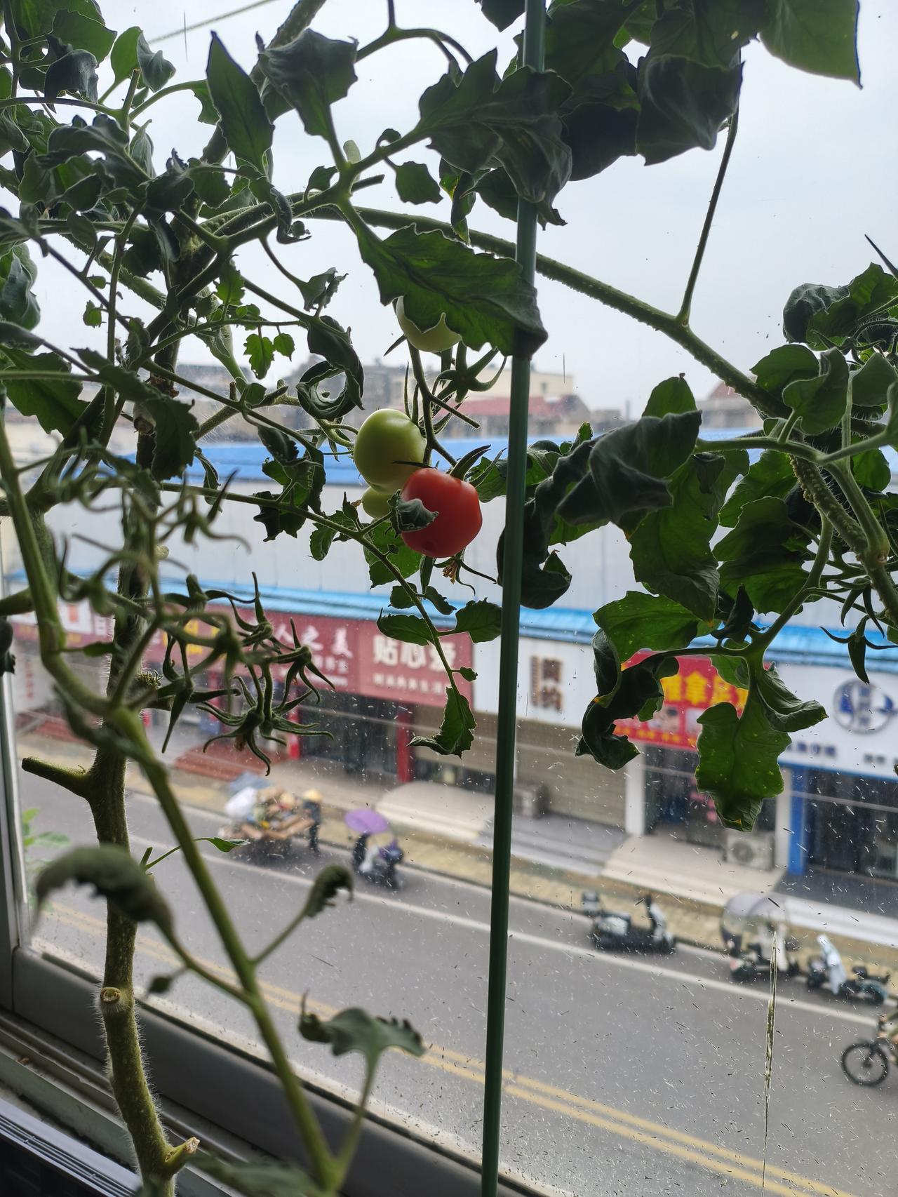 分享这些年种在阳台的花花草草有人说自然红的番茄是由内向外红的，而我种的小番茄是由