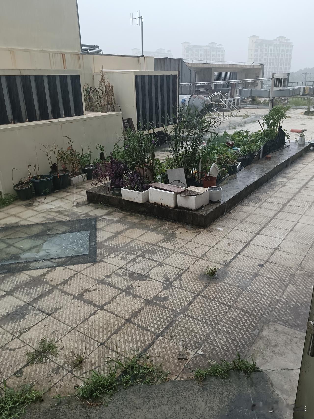 这个台风，雨大，风不大，估计再这么下去好多街道又阉掉了，上次杨浦就是，很难通行了