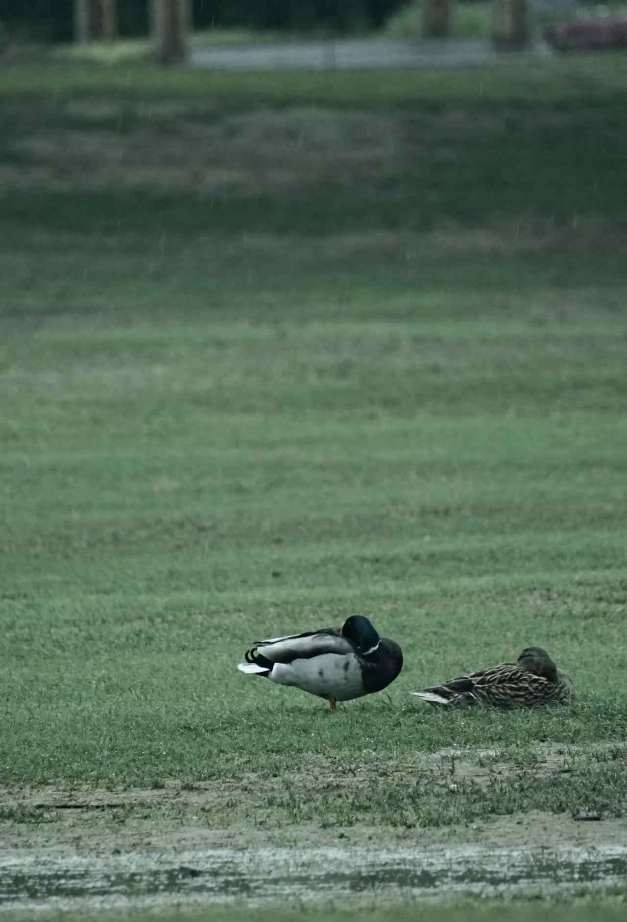 下雨天。下雨天