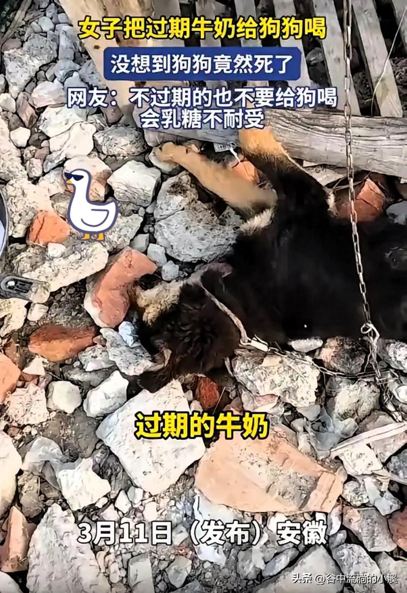 真的悔不当初，一瓶过期牛奶，
竟让一条小生命没了，
这教训太惨痛了！

安徽一位