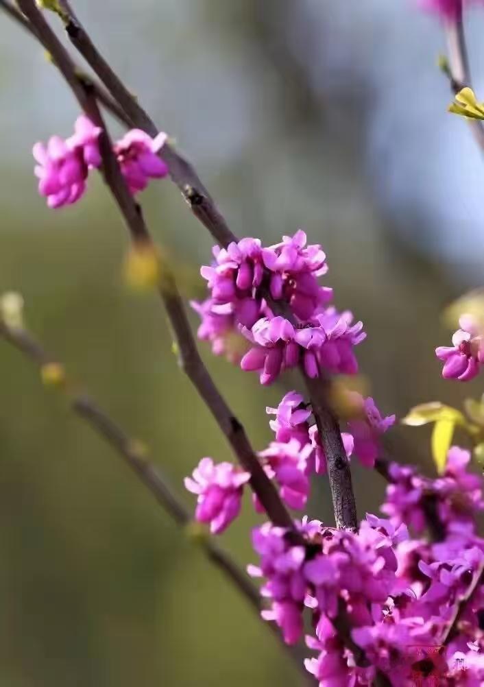 捣练子·春诗
春正好，驻江南，
春风春雨润枝繁。
花下吟诗人自醉，
桃红杏艳入诗