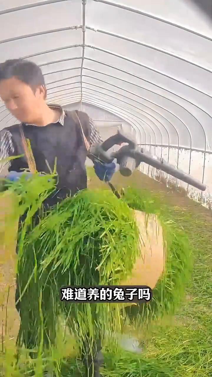 简直不可思议，别人在大棚里不是养鸡就是养鸭，可这位村民不一样，他拎着一捆草直接往
